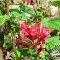 RIBES sanguineum 'Pulborough Scarlet' 