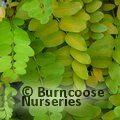 ROBINIA pseudoacacia 'Frisia'  