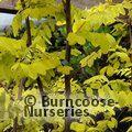 ROBINIA pseudoacacia 'Frisia'  