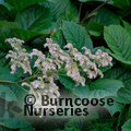 Small image of RODGERSIA