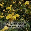 ROSA banksiae 'Lutea' 