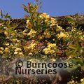 ROSA banksiae 'Lutea' 