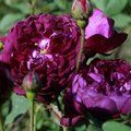 ROSA 'Cardinal de Richelieu'  