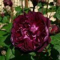 ROSA 'Cardinal de Richelieu'  
