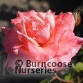 ROSA 'Congratulations'  