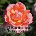 ROSA 'Congratulations'  