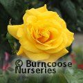 ROSA 'Golden Wedding'  