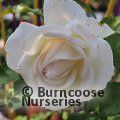 ROSA 'Silver Anniversary'  