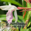 ROSCOEA 'Kew Beauty'  