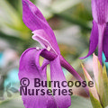 Small image of ROSCOEA