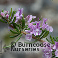 ROSMARINUS officinalis 'Majorca Pink' 