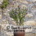 ROSMARINUS officinalis 'Majorca Pink' 