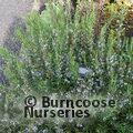 ROSMARINUS officinalis 'Miss Jessopp's Upright' 
