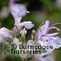 ROSMARINUS officinalis 'Miss Jessopp's Upright' 
