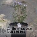 ROSMARINUS officinalis 'Miss Jessopp's Upright' 