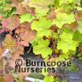 RUBUS alceifolius  