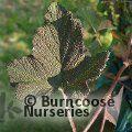 RUBUS alceifolius  