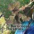 RUBUS alceifolius  