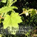 RUBUS alceifolius  