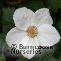 RUBUS 'Benenden'  