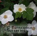 RUBUS 'Benenden'  