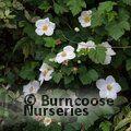 RUBUS 'Benenden'  