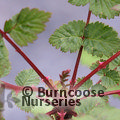 RUBUS cockburnianus  