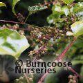 RUBUS ichangensis  