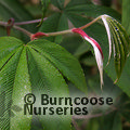 RUBUS lineatus  