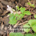 RUBUS nepalensis  