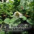 RUBUS nepalensis  