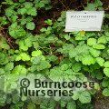 RUBUS nepalensis  