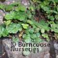 RUBUS nepalensis  