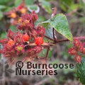 RUBUS phoenicolasius  