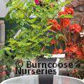 RUBUS spectabilis 'Olympic Double' 