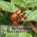 RUBUS tricolor  
