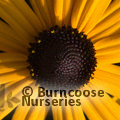 RUDBECKIA   