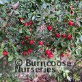 Small image of RUSCUS