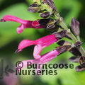 SALVIA 'Amante'  