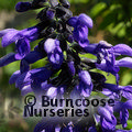 SALVIA guaranitica 'Black and Blue' 