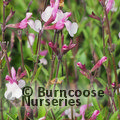 SALVIA 'Dyson's Joy'  