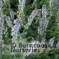 SALVIA nemorosa 'Crystal Blue' 