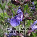 SALVIA officinalis  