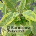 SALVIA officinalis 'Aurea' 