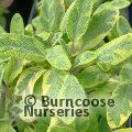 SALVIA officinalis 'Aurea' 