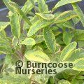 SALVIA officinalis 'Aurea' 