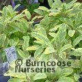 SALVIA officinalis 'Aurea' 