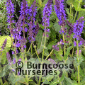 SALVIA sylvestris 'Mainacht'  