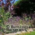 SALVIA verticillata 'Purple Rain' 