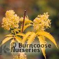 SAMBUCUS nigra 'Aurea' 